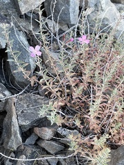 Epilobium nivium