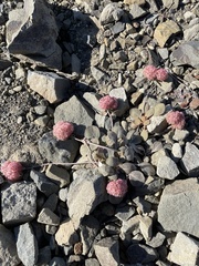Eriogonum lobbii