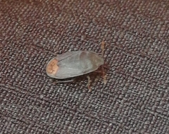 Ochetostethus