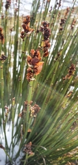 Elegia aggregata