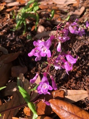Penstemon tenuis