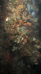 Macroctopus maorum