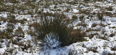 Elegia aggregata