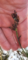 Elegia aggregata