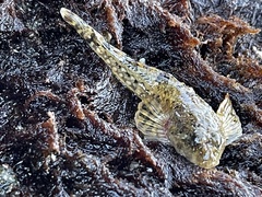 Artedius harringtoni