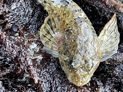 Artedius harringtoni