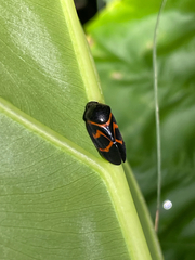 Okiscarta uchidae