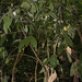 Cinnamomum javanicum - Photo (c) loupok, some rights reserved (CC BY-NC-ND)