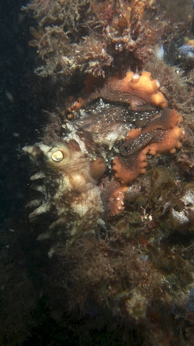 Macroctopus maorum