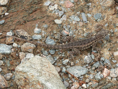Uta stansburiana