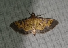 Diacme elealis