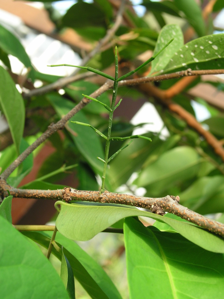Jointed Mistletoe (Flora Singapore List U-Z) · iNaturalist