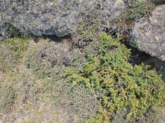 Dasiphora fruticosa