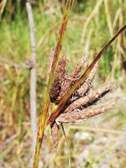 Bolboschoenus glaucus