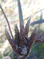 Bolboschoenus glaucus