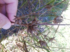 Bolboschoenus glaucus