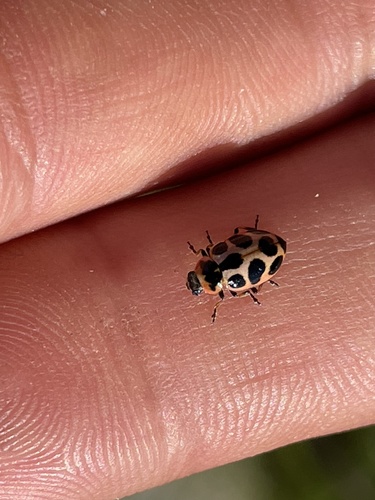 Seaside Lady Beetle photo 5