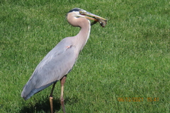 Ardea herodias