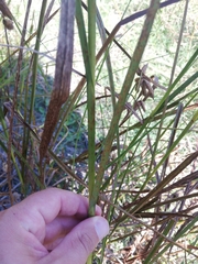 Bolboschoenus glaucus
