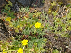 Erythranthe primuloides