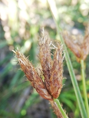 Bolboschoenus glaucus