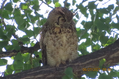 Bubo virginianus