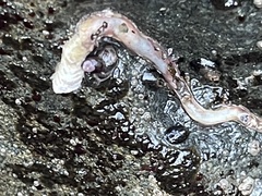 Vermetoidea