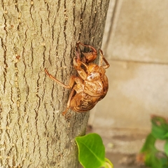 Graptopsaltria nigrofuscata