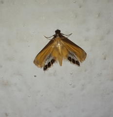 Nymphicula trimacula