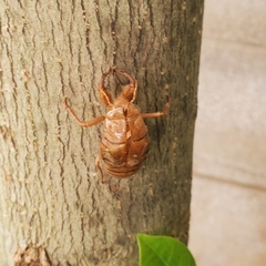 Graptopsaltria nigrofuscata