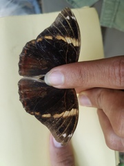 Opsiphanes tamarindi