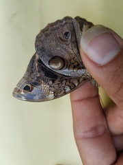 Opsiphanes tamarindi