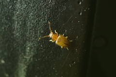 Psammoecus triguttatus