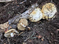 Pholiota olivaceophylla