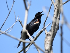 Agelaius phoeniceus