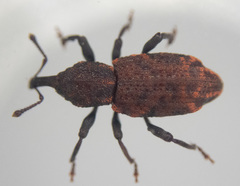 Steremnius carinatus