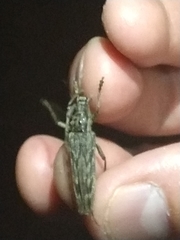 Elytrimitatrix undata