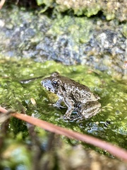 Fejervarya kawamurai