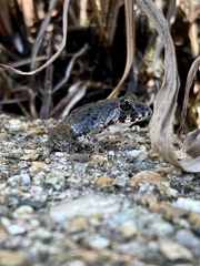 Fejervarya kawamurai