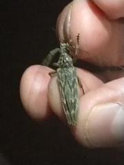 Elytrimitatrix undata