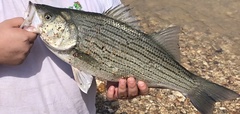 Morone chrysops × saxatilis