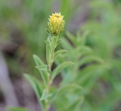 Pentanema spiraeifolium