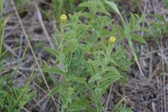Pentanema spiraeifolium