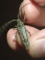 Elytrimitatrix undata