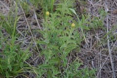 Pentanema spiraeifolium