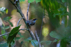 Conopophaga melanops