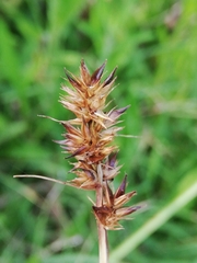 Carex leersii