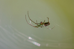 Leucauge