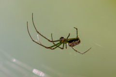 Leucauge