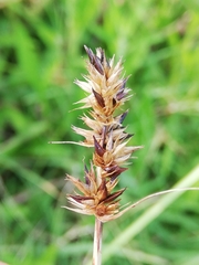 Carex leersii